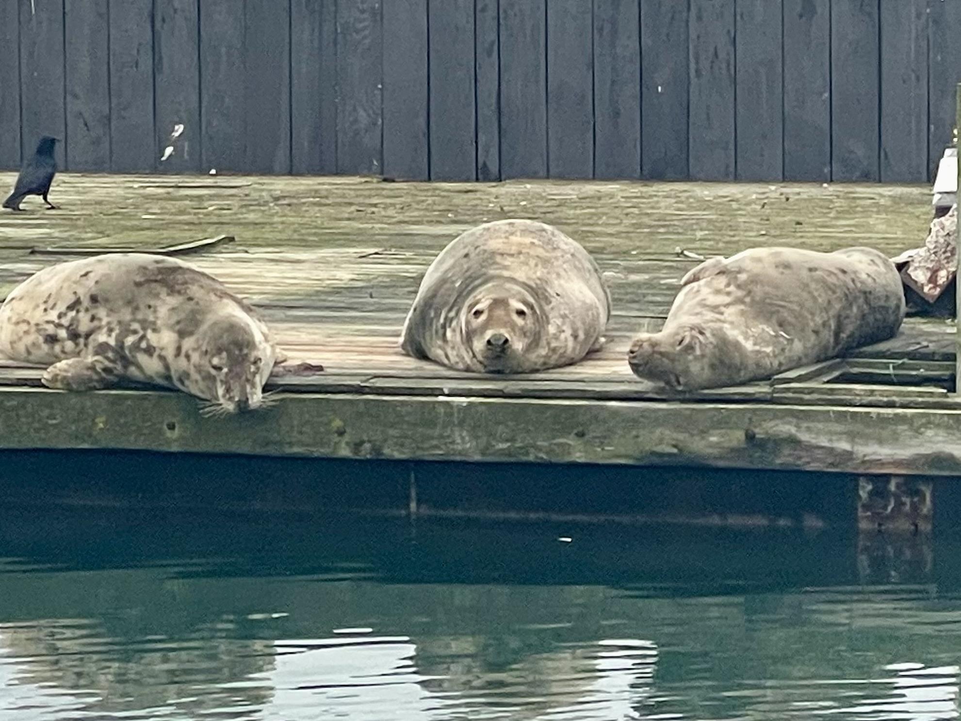 Part of the Brixham welcoming committee
