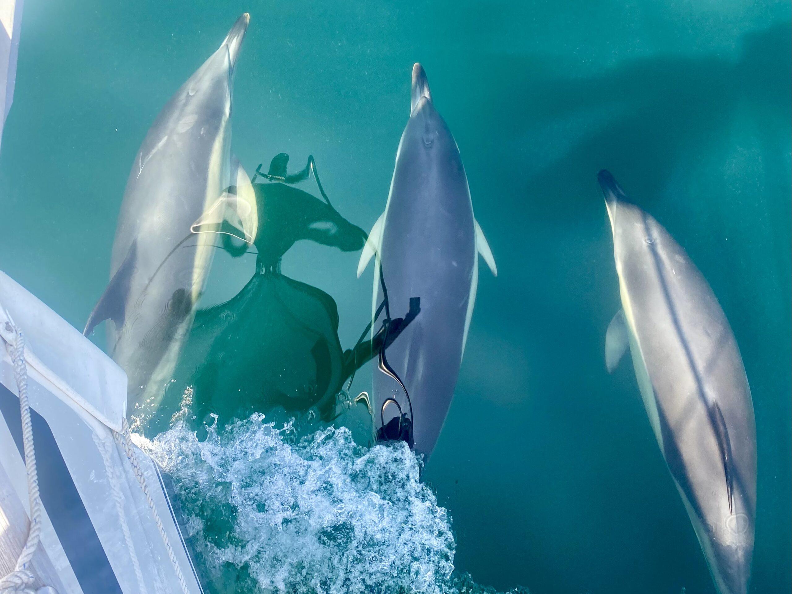 Dolphins! We have to make sure Jen doesn’t follow them in! There’s one!